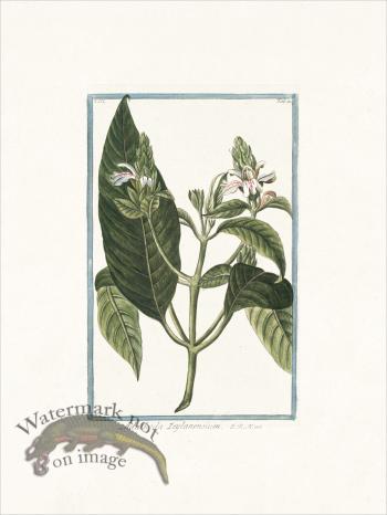 Bonelli 210 Adathoda Zeylanensium